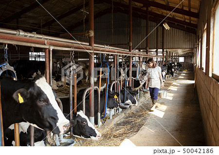 牛舎　女性 50042186
