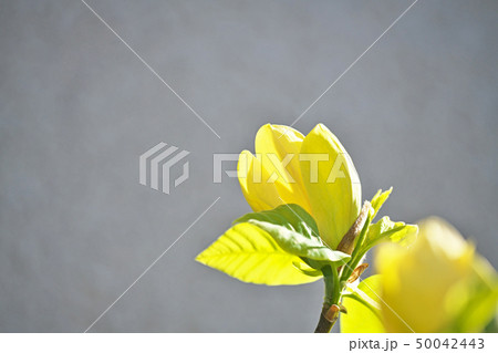 黄色いモクレンの花 50042443
