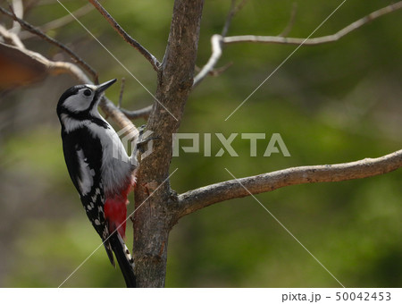 新緑のアカゲラ 50042453