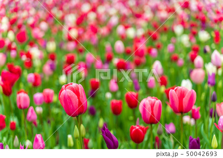 満開のチューリップ  ひたち海浜公園 50042693
