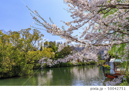 神泉苑　　桜 50042751