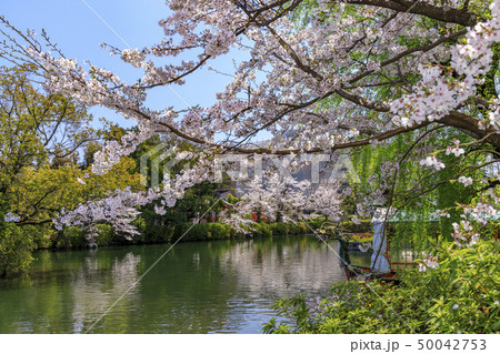 神泉苑 桜 神泉苑 桜 50042753