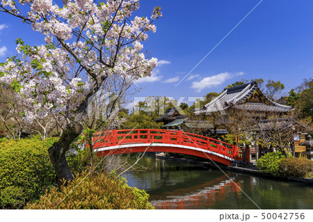 神泉苑　　桜 50042756