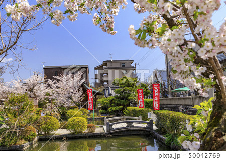 神泉苑 桜 神泉苑 桜 50042769