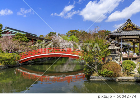 神泉苑 桜 神泉苑 桜 50042774