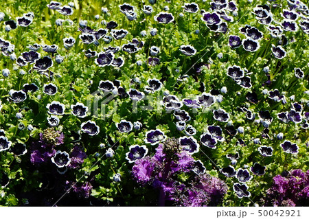 園芸植物 ハボタン ネモフィラ 園芸植物 ハボタン ネモフィラ 50042921