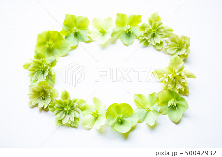 種袋が出来たクリスマスローズの花 種袋が出来たクリスマスローズの花 50042932