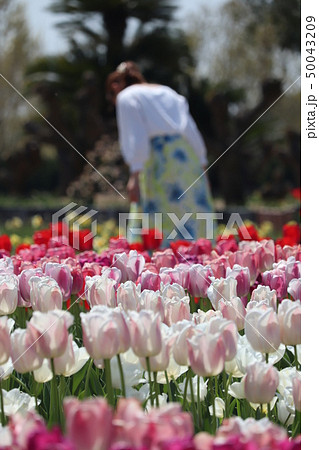 チューリップと女性 チューリップと女性 50043209