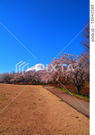 河口湖八木崎公園の桜並木と青空快晴の富士山　2019/04/18 50043589