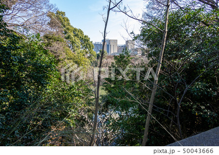 育徳園心字池(三四郎池) 育徳園心字池(三四郎池) 50043666