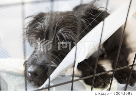 エリザベスカラーをつけた子犬 50043695