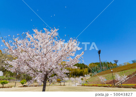 運動公園の桜 運動公園の桜 50043827