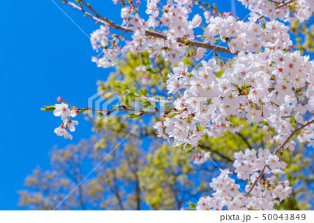 新緑と桜　春イメージ 50043849