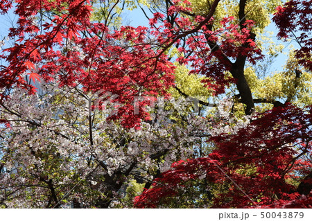 生國魂神社北門・桜と紅葉 50043879