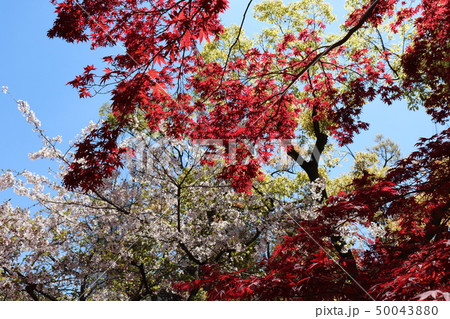 生國魂神社北門・桜と紅葉 生國魂神社北門・桜と紅葉 50043880
