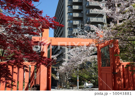 生國魂神社北門・桜と紅葉 50043881