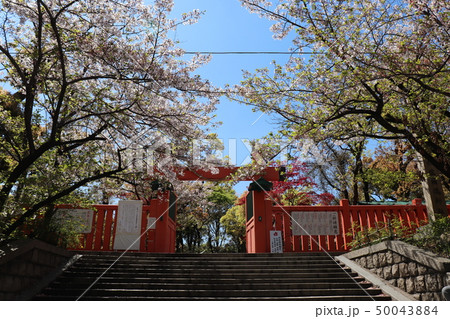 生國魂神社北門・桜と紅葉 50043884