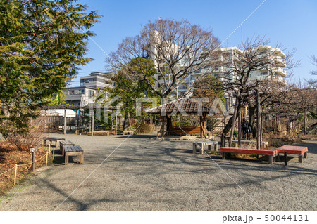 冬の向島百花園 50044131