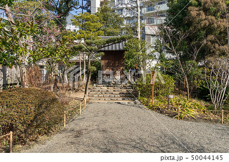 冬の向島百花園 50044145