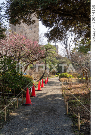 冬の向島百花園 50044159