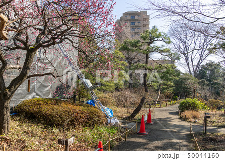 冬の向島百花園 50044160