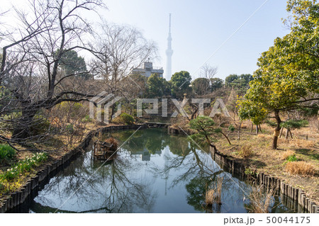 冬の向島百花園 50044175