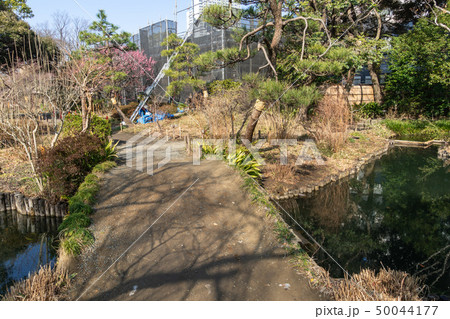 冬の向島百花園 50044177