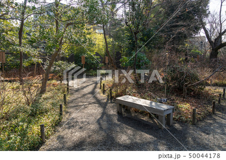 冬の向島百花園 50044178