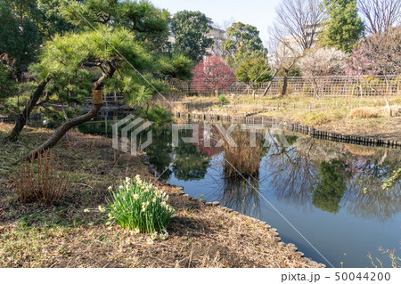冬の向島百花園 50044200