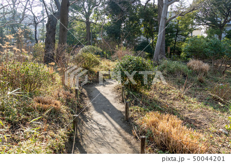 冬の向島百花園 50044201