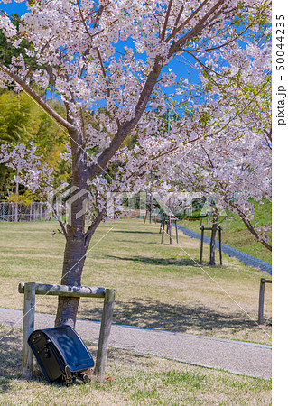 ランドセルと桜 入学 新入生 1年生 春イメージの写真素材 [50044235