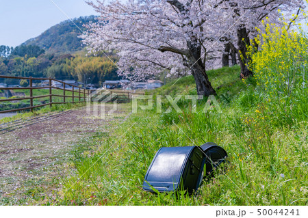 ランドセルと桜 入学 新入生 1年生 春イメージ ランドセルと桜 入学 新入生 1年生 春イメージ 50044241