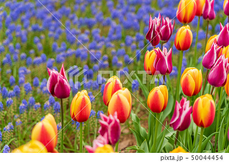 満開のチューリップとムスカリ  ひたち海浜公園 50044454