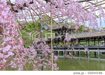 平安神宮 50044596
