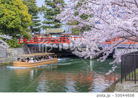 岡崎疎水 50044606