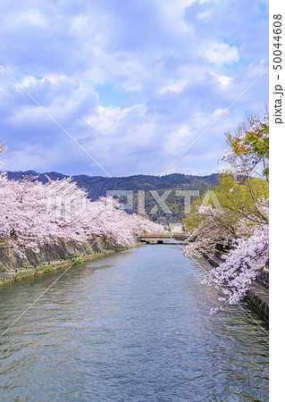 岡崎疎水 岡崎疎水 50044608
