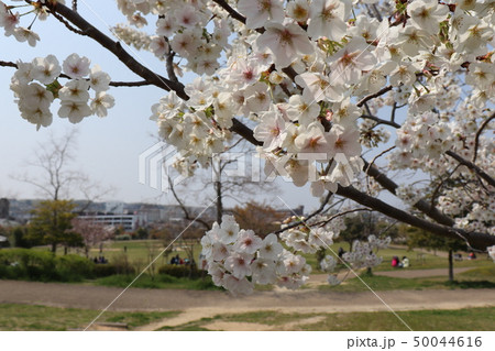 和泉市中央公園・春の風景 50044616