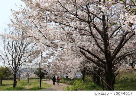 和泉市中央公園・春の風景 50044617