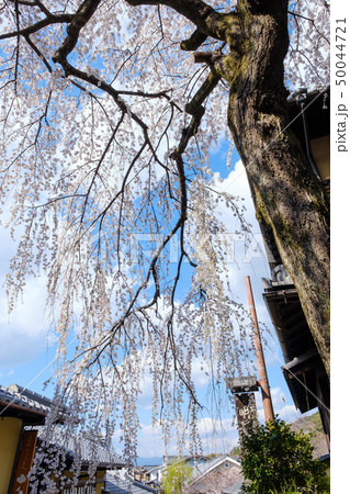 二寧坂の桜 京都 祇園 東山 二寧坂の桜 京都 祇園 東山 50044721
