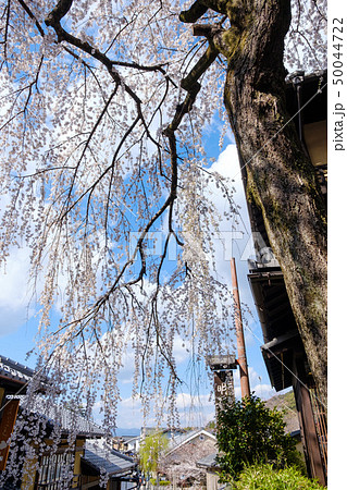 二寧坂の桜 京都 祇園 東山 二寧坂の桜 京都 祇園 東山 50044722