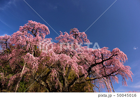 快晴の青空と満開になった地蔵桜(4) 50045016