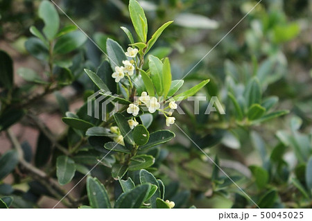 犬柘植 犬柘植 50045025