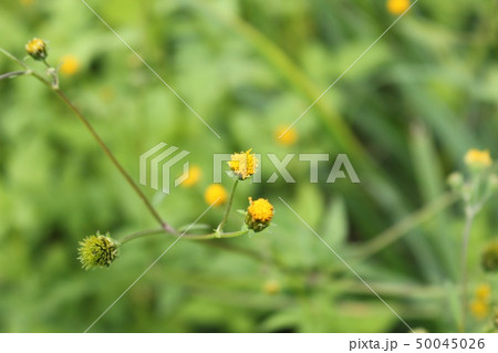 こせんだんぐさ 50045026