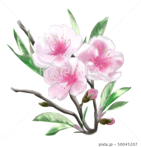 桃_季節の草花_春 50045207