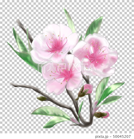 桃_季節の草花_春 50045207