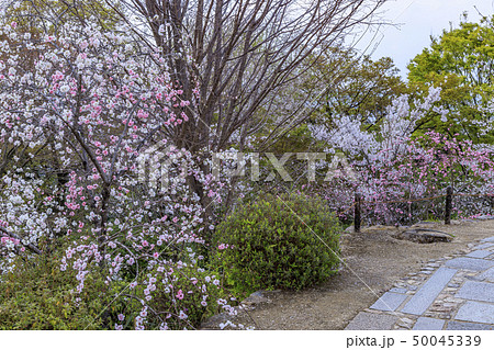 将軍塚　桜 50045339