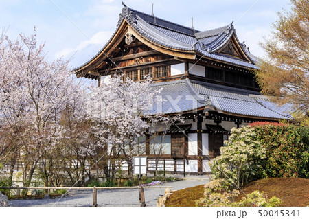 将軍塚 桜 将軍塚 桜 50045341