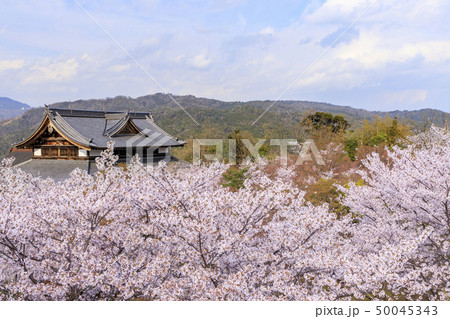 将軍塚　桜 50045343