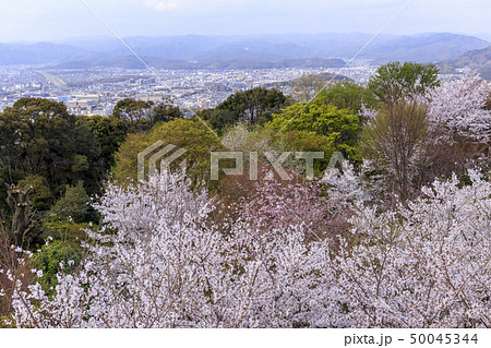 将軍塚　桜 50045344