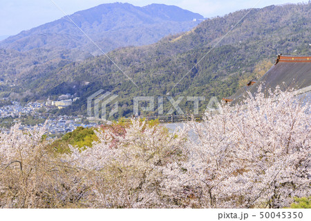 将軍塚　桜 50045350